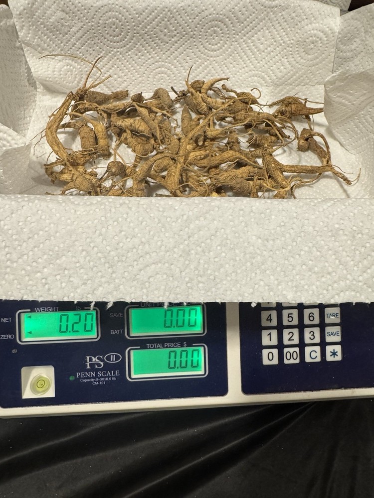 Dry Wild American Ginseng. 0.20 Lb. W/ Certificate. 2025 Harvest