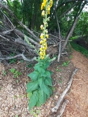 Mullein Leaf Garden Grown Pesticide Free Permaculture Soil 100% Organic USA Made