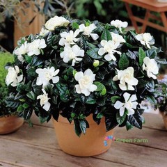 2 Bulbs Gardenia Jasminoides Cape Jasmine Heirloom Strong Fragrant Home Garden