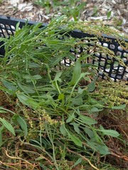 Dried Organically Grown Sheep Sorrel Whole Plants Uncut Essiac Free Shipping