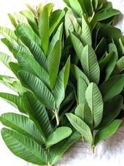 Dried whole Guava leaves Hojas de guayaba Natural Guava leaves Tea 100% Natural