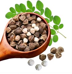 20 Fresh Moringa Oleifera Seed for Planting/Edible Free Shipping 100% Organic