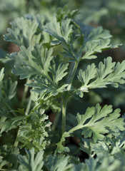 Dried Mugwort Tea Herb ( Artemisia Vulgaris ) ORGANIC UA