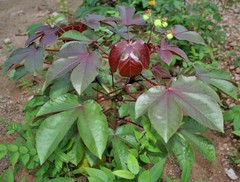 80g Dried Red Jatropha Curcas Leaf Powder | Ratanjot Laljari Yatilung Jadi Raw