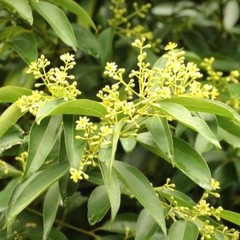 30 True Ceylon Cinnamon Tree Seeds Cinnamomum verum Fast Growing Seeds FREE SHIP