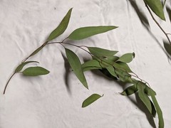 California Organic Eucalyptus globulus dry leaves