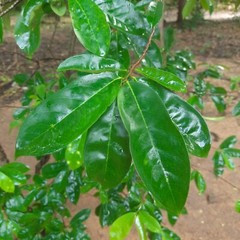 400+ ORGANIC Dried Soursop Leaves Herbal Tea Annona Hojas De Guanabana Graviola
