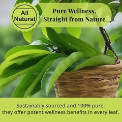 200+ Dried Soursop Leaves , Hojas De Guanabana, Soursop Leaf Tea, 2.6oz