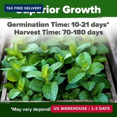 Non GMO Lemon Balm Seed Pack – 403 Non-GMO USA Heirloom Herbal Tea Seeds – Bulk