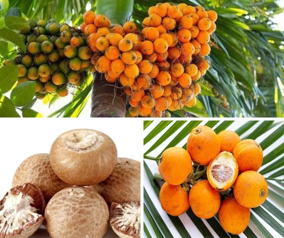 Organic Dried Areca Nut Natural Areca Catechu Betel Nut Nuts Whole 70g