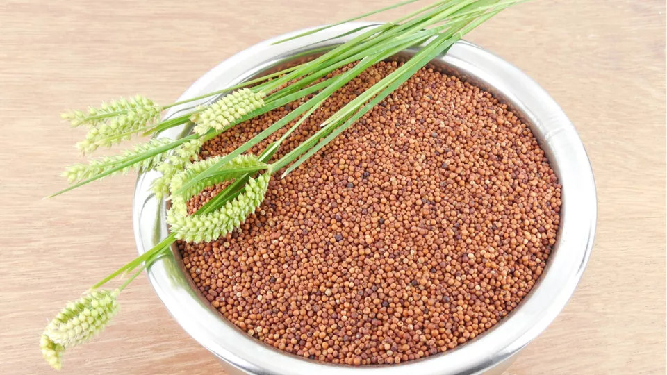 Ragi -Eleusine coracana -Finger Millet Whole 50gm /1.76 oz