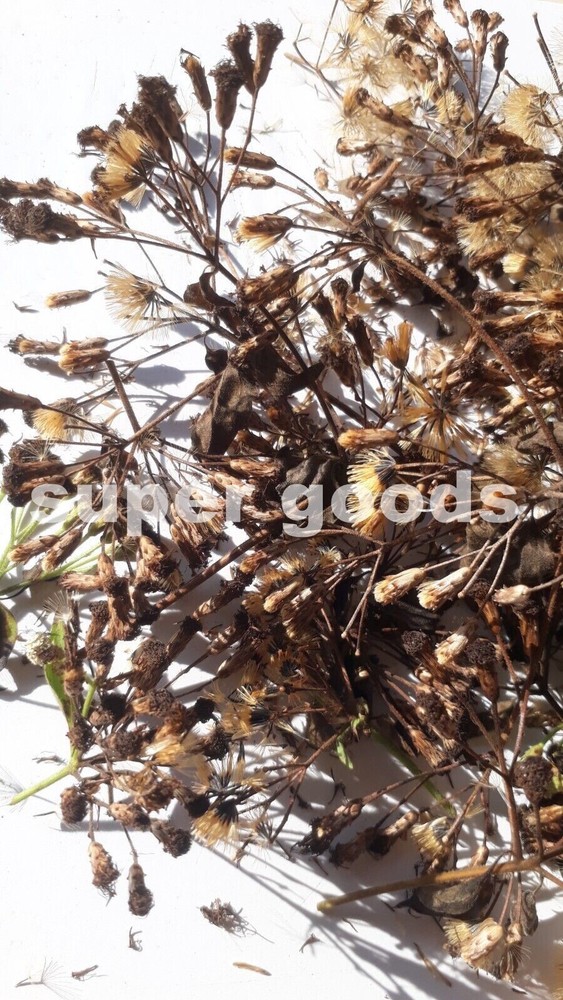 25/50/100PC Seeds Mexican Dream Herb Calea Zacatechichi Lucid Dream Herbal Plant