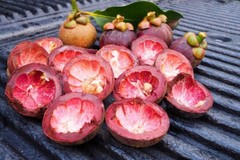 Complete Holistic Wellness – MANGOSTEEN COMPLEX – 3B 180 Caps
