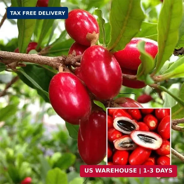 Miracle Berry Seeds – 35 Count – Fresh Synsepalum dulcificum Tropical Red