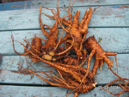 yellow doc root cut and sifted