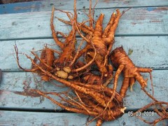 yellow doc root cut and sifted