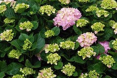 WHOLESALE!! HYDRANGEA ROOT POWDER NON-GMO BULK HERB TEA-1,2,3,4,5 LBS