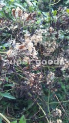 Mexican Dream Herb 10Pc Seeds Calea Zacatechichi Lucid Dream Herbal Plant