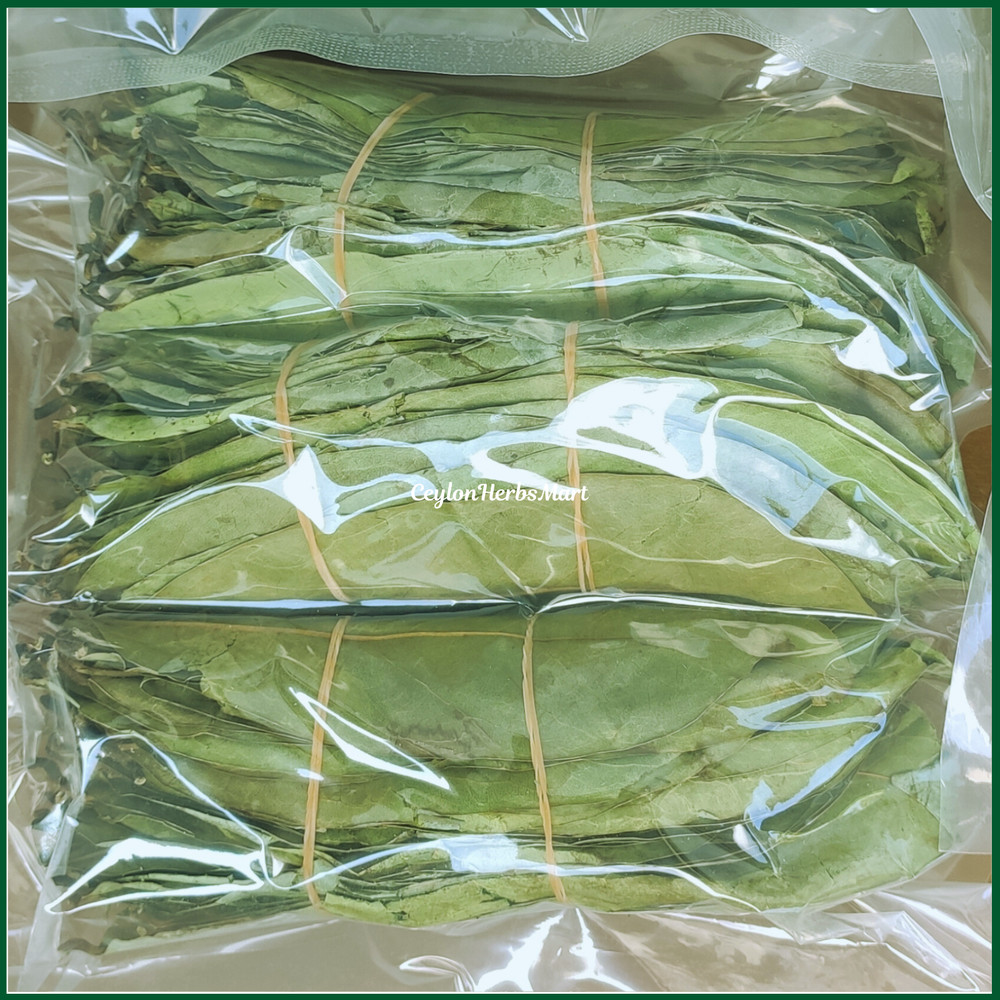 Dried Soursop Graviola Leaves Herbal Tea 100% Organic Hojas De Guanabana Leaf