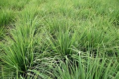 WHOLESALE!! LEMONGRASS LEAF CUT/SIFTED DRIED BULK TEA NON-GMO HERB-1-5 LBS