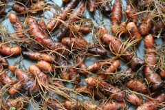 Bloodroot – Whole Dried Root, Appalachian Mountains Wild Harvest