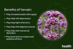 30g Dried Wild Blue Vervain Jamaican Porterweed Herb Pure 100% Free Shipping