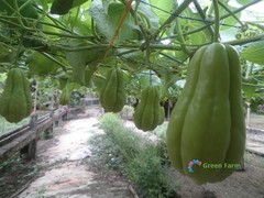 30 Seeds Chayote Mexican Cucumber Christophine Mirliton Güisquil Edible Plants