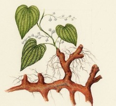 Wild Yam Root 2 oz Dioscorea villosa Fibrous Roots Left On Volume Pricing
