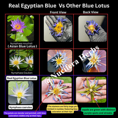 Blue Lotus Flower Dried Organic Egyptian Tea Nymphaea Caerulea 100% Authentic