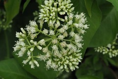 Mexican Dream Herb Dried Calea Zacatechichi Lucid Schmerbals Herbal ceylon