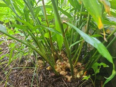 100 Seeds Zingiber Officinale Ginger Root Perennial Herbaceous Useful Plants