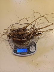 Wild New York Catskill Mountain Region Ginseng Root 28.4 Grams Fresh ..