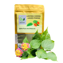 Natural Lantana Camara Leaves Powder 100% Organic Herb Shrub Verbena Herbal Tea