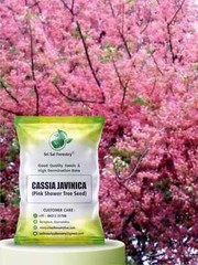 Cassia Javanica Tree Seebs (Pack of 100) Apple Blossom | Pink Shower Tree Seebs