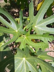 12 Fig Leaves Fresh Organically Homegrown and Handpicked