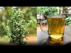 (170g)Organic Dried Polpala Ceylon Aerva Lanata Herbal Tea Kidneys Clean Detox
