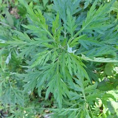 Daun Baru Cina (Artemisia vulgaris) Mugwort Dried