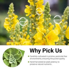 Mullein Tea Bags For Lung Cleanse Herbal Leaf of Flowers Detox Enhance Immune