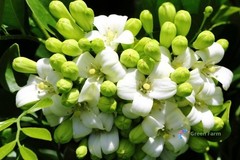 100 Seeds Murraya Paniculata Orange Jasmine China Box Rare Fragrant White Flower