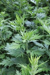 Mugwort Organic Dried Cut ~ Artemisia Vulgaris ~ 100% Premium