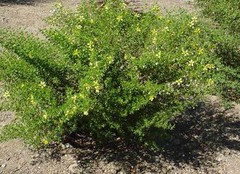 Wholesale!! Wildcrafted Chaparral PREMIUM Leaf Cut/Sifted-4 oz, 1 lb.
