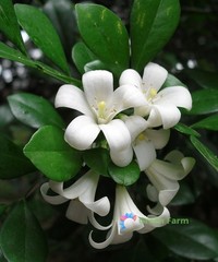 100 Seeds Murraya Paniculata Orange Jasmine China Box Rare Fragrant White Flower
