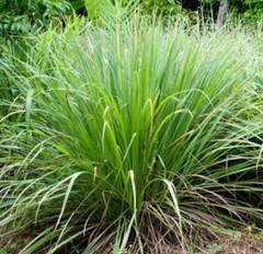 Lemongrass Organic Dried Cut ~ USA Cymbopogon Citratus ~ 100% Premium