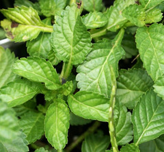 Dried Blue Porterweed Plant Stachytarpheta Indica Jamaican Blue Vervain Herb