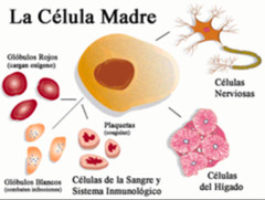 Celulas Madre Plus 360 Caps Stem Cell Control Vital Bioxtron Alga Bacterium