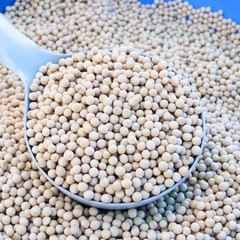75+ Edamame Seeds Sweet Tender Soybean Spring Garden Planting Seeds FREE SHIP