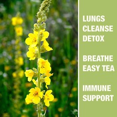 40 Bags Dried Mullein Leaf Tea for Lungs – Lung Detox Cleanse Tea for Smokers –