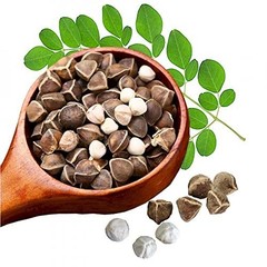 Moringa, Organic moringa Oleifera,Premium moringa seeds, semillas de moringa