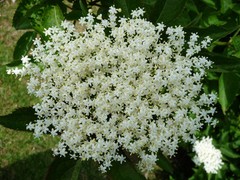 WholeSALE!! ORGANIC Elder Flower PREMIUM Dried Whole-4 oz, 1, 2, 5 lbs.