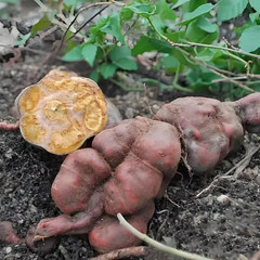 Prepared He Shou Wu (Fo-Ti Root)- Processed Polygonum Multiflorum(8.81Oz)250G 制何